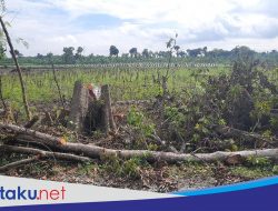 Dianggap Cuma Hasilkan Rp 8 Juta Per Tahun, Pohon Randu di Jepangrejo Ditebang