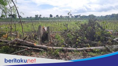 Dianggap Cuma Hasilkan Rp 8 Juta Per Tahun, Pohon Randu di Jepangrejo Ditebang