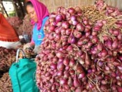 Harga Bawang di Blora Melonjak Hingga Rp. 38 Ribu Per Kilogram
