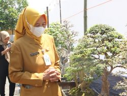 Ratusan Peserta Dari Jateng dan Jatim Semarakan Pameran Dan Kontes Bonsai Blora