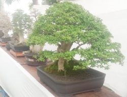 Pecinta Bonsai Bakal Dimanjakan Pameran Bonsai di GOR Mustika Blora