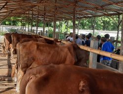 Diskusi Bareng Peternak, Blora Potensi Industri Peternakan Sapi dan Domba