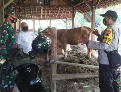 Terserang PMK, 332 Ekor Sapi di Blora Mati