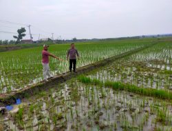 Petani Temulus Blora Tewas Tersambar Petir di Sawah