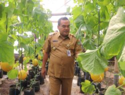 Kebun Melon Modern di Asha Farm Sambong Dapat Dikembangkan di Seantero Blora