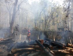 TPK Pasar Sore Blora Kebakaran, 155 Batang Kayu Hangus