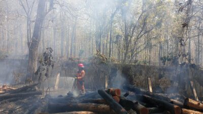 TPK Pasar Sore Blora Kebakaran, 155 Batang Kayu Hangus