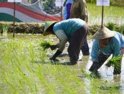 Lebihi Target Tanam, Blora Siap Jadi Lumbung Pangan Nasional