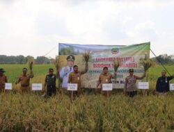Bupati Blora Panen Bersama Peserta Sekolah Lapang Padi di Jepon