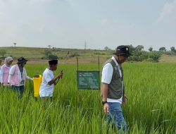 Wujudkan Pertanian Modern, PLN Listriki Irigasi dan Dukung Pembibitan Petani di Bekasi