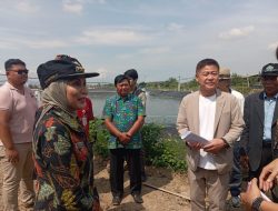 Peluang Ekspor Baru, Walikota Jepang Kunjungi Tambak Udang Vaname di Kendal