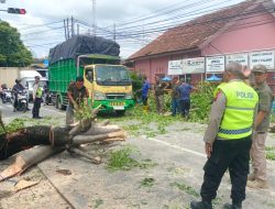 ​Cegah Korban Jiwa, Pohon Rusak Depan SDN 1 Pilang Ditebang