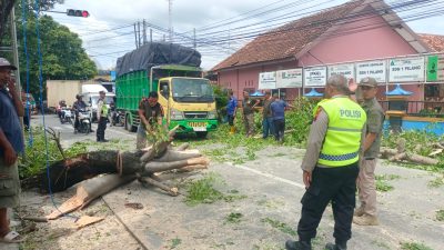 ​Cegah Korban Jiwa, Pohon Rusak Depan SDN 1 Pilang Ditebang