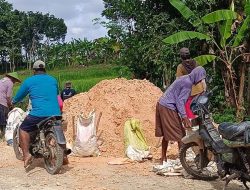 Gotong Royong Petani Jepangrejo: Swadaya Perbaiki Jalan Sawah