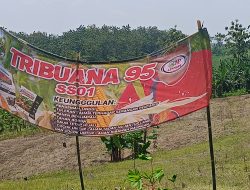 CIPMAPE Group Dampingi Petani Jagung di Blora, Targetkan Hasil hingga 10 Ton per Hektar