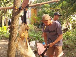 Masjid Al-Ansor Kemiri Sembelih 4 Sapi dan 8 Kambing pada Idul Adha